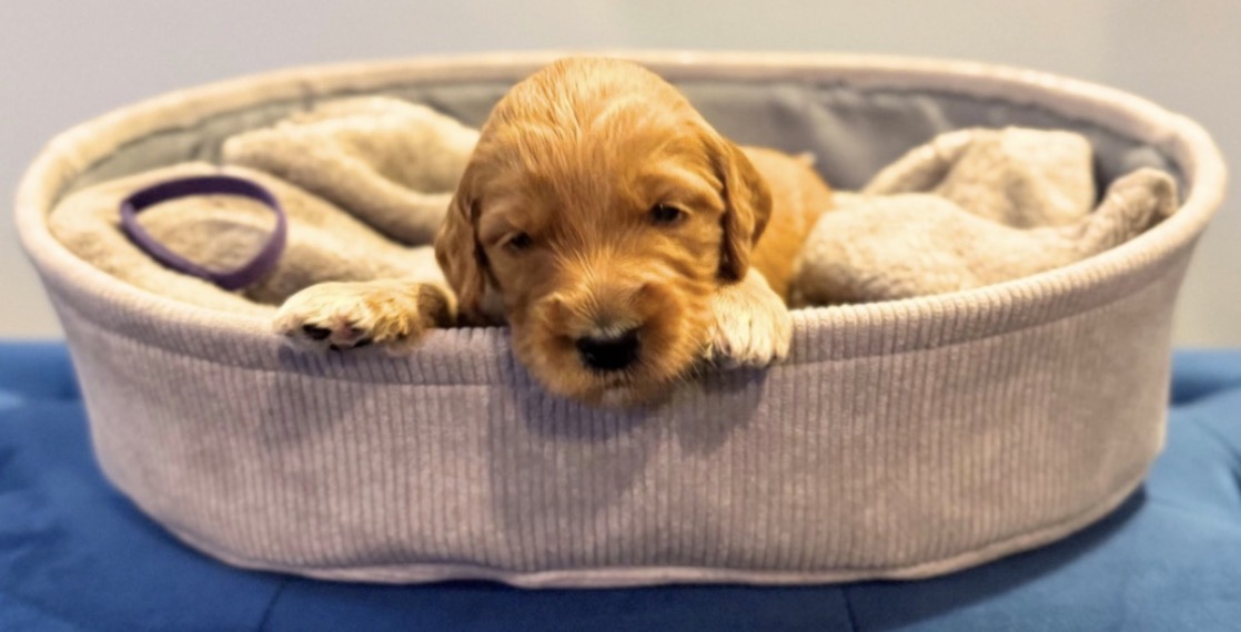 Newborn goldendoodle puppy in a basket — Good as Gold Doodles Baltimore Maryland