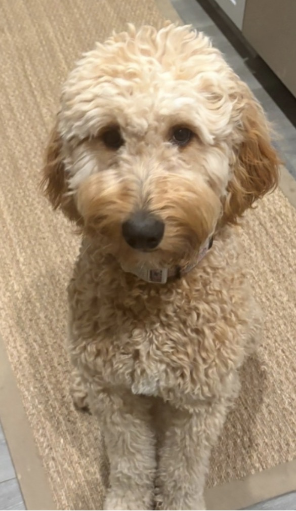 Ingrid — standard goldendoodle dam, Good as Gold Doodles Baltimore Maryland