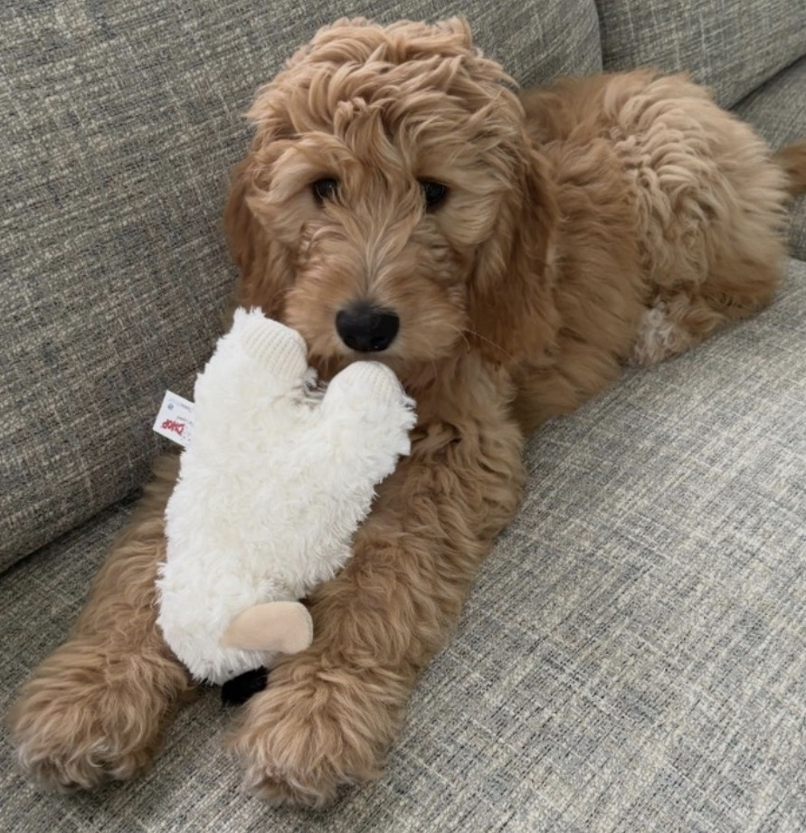 Goldendoodle puppy on couch with toy — Good as Gold Doodles, GANA certified breeder Baltimore Maryland