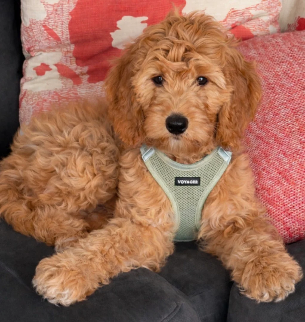 Goldendoodle puppy in sage harness — Good as Gold Doodles Baltimore Maryland