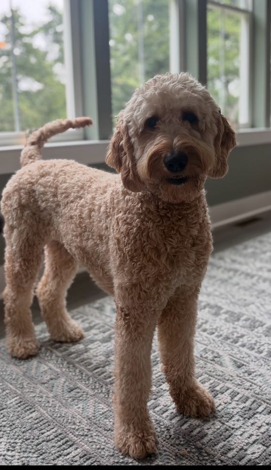 Ingrid, standard goldendoodle, relaxing on the couch at Good as Gold Doodles in Baltimore, Maryland