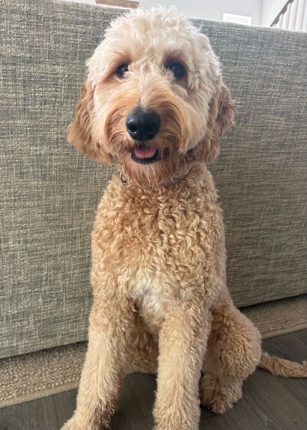 Ingrid, standard goldendoodle foundation dam, sitting portrait at Good as Gold Doodles in Baltimore, Maryland