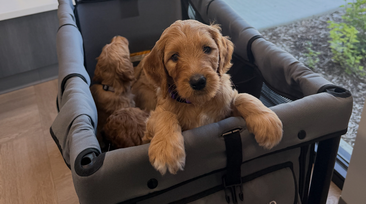 Goldendoodle puppies in carrier — Good as Gold Doodles Baltimore Maryland